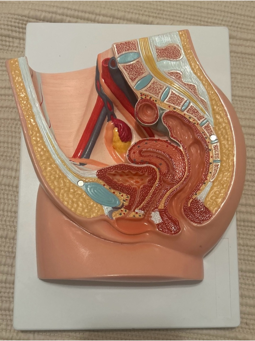 Anatomical Female Pelvis Cross-Section Model - Educational Piece